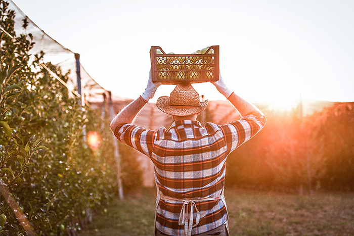 Back shot of a farmer amongst crops holding a carton of fruit above his head